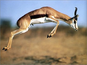 Gazelle die opspringt
